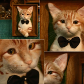 Custom Wool felt pet 3D photo frame portrait | Handmade Memorial Gifts